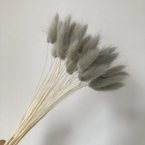 dried rabbit tail grass