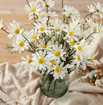 white artificial daisy flowers