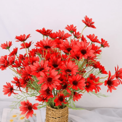 red daisy flowers