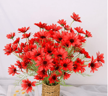 red daisy flowers