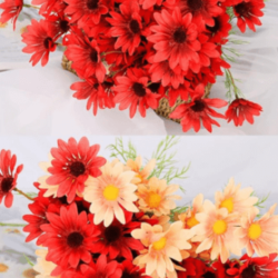 red daisy flowers