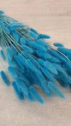 Sky Blue 40 stems Natural Dried Bunny Tail Grass Flowers
