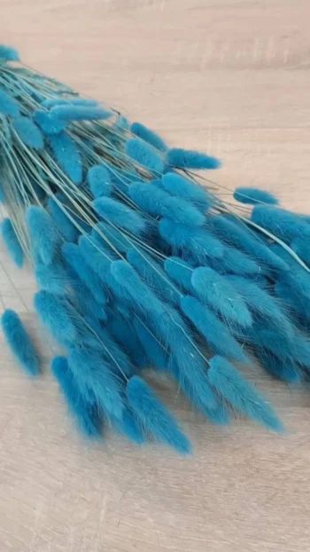 Sky Blue 40 stems Natural Dried Bunny Tail Grass Flowers